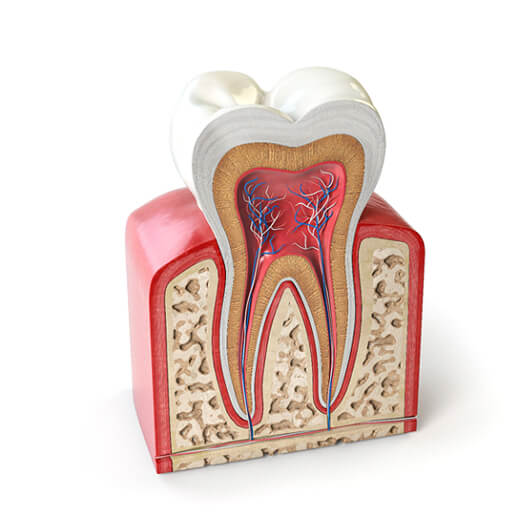 A digital image of  the innermost layer of the tooth